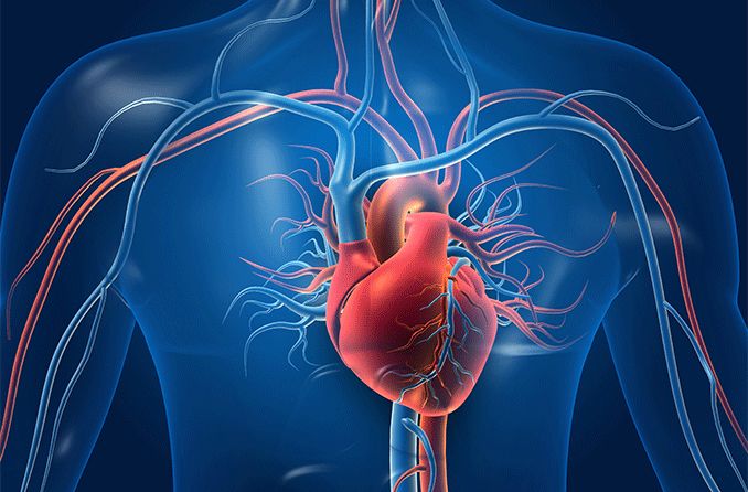Human heart and arteries illustration