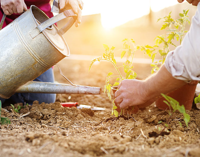 Watering young plants in garden soil