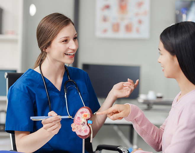 Clinician explaining kidney model to patient