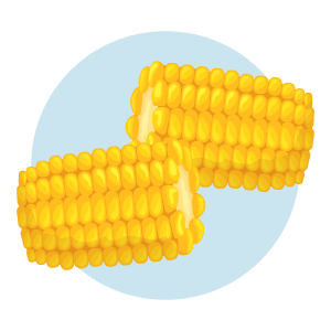 ALL-TENET-Poop and Your Colon-Infographic-300x300-2026-03 Corn on the cob sections illustration