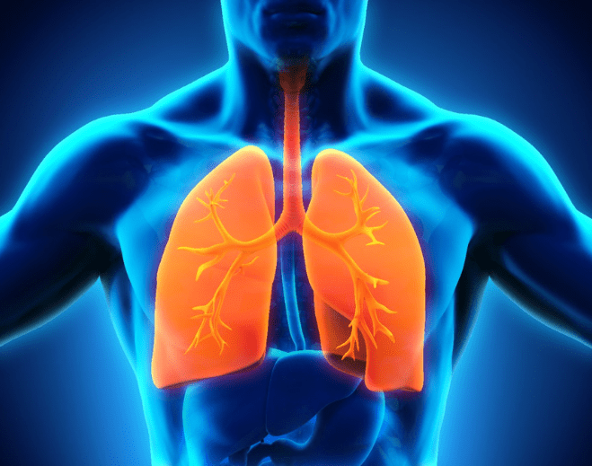Human lungs medical illustration