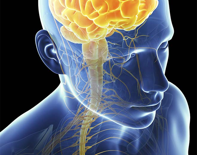 Brain and nervous system medical illustration