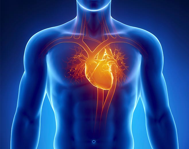 Cardiology-Human-Body-Heart-Chest-Pain