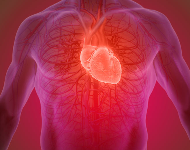 cardiology-heart-circulatory-system